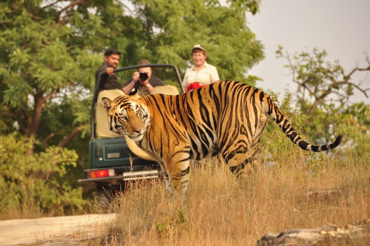 Jim corbett hotel