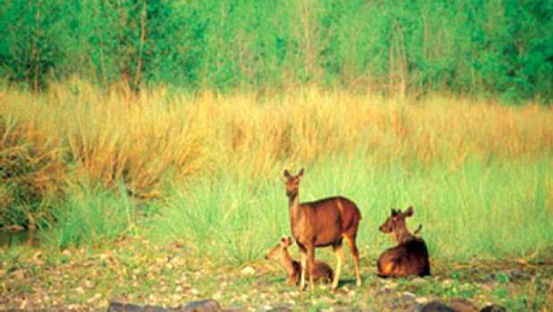 Nanda Devi National Park