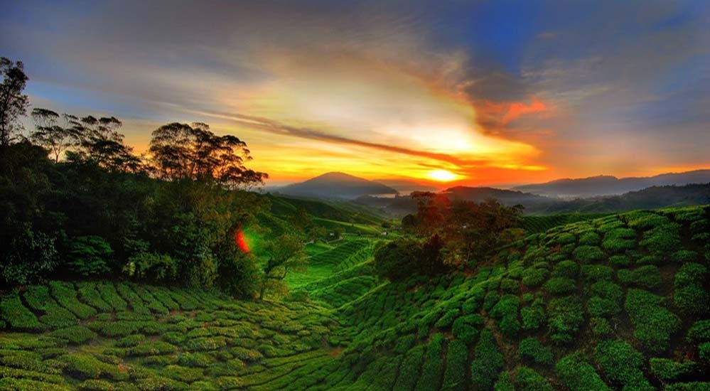 Cameron Highlands