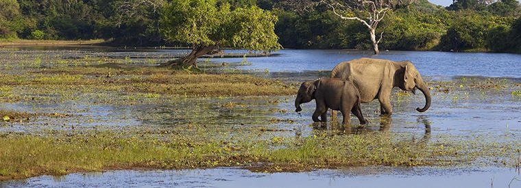 Yala National Park