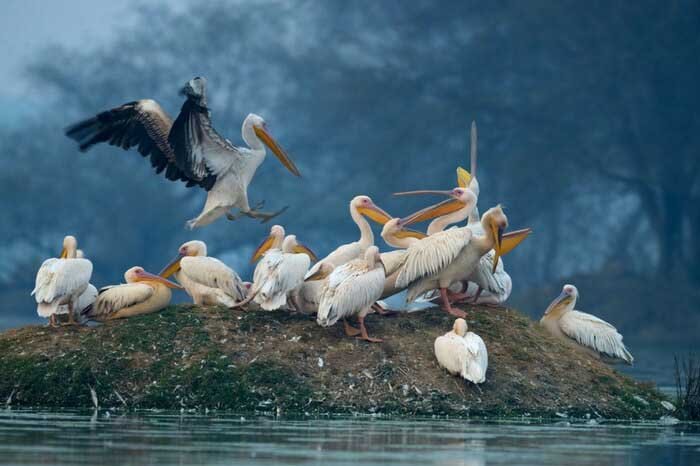 BHARATPUR BIRD SANTUARY